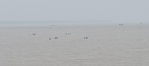 মনপুরার মেঘনায় অভয়াশ্রমে নিষিদ্ধ  জাল দিয়ে অবাধে মাছ শিকার