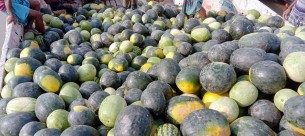 তজুমদ্দিনে পতিত জমিতে তরমুজের বাম্পার ফলন