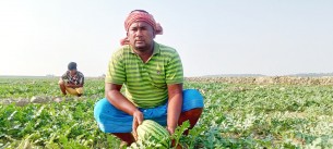 তজুমদ্দিনের চরে তরমুজ চাষ  করে স্বপ্ন বুনছেন রিয়াজ