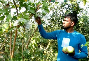 পেয়ারা চাষে মাইনুদ্দিনের সফলতা, ৩ লাখ টাকা খরচে দুই বছরে বিক্রি ১৩ লাখ টাকা