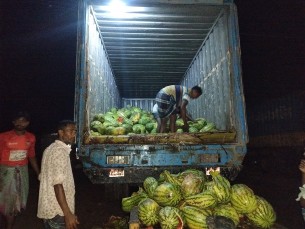 ভোলায় তরমুজ চাষীরা বিপাকে