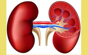 বিশ্ব কিডনি দিবস আগামীকাল