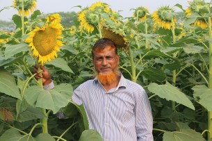 ভোলায় সূর্যমুখির ভালো ফলন  হওয়ায় কৃষকের মুখে হাসি