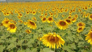 অধিক লাভের আশায় সূর্যমুখী চাষে আগ্রহ বাড়ছে কৃষকের