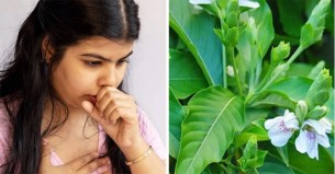 ওষুধ ছাড়াই কাশি সারানোর উপায় জানালেন আয়ুর্বেদ বিশেষজ্ঞ