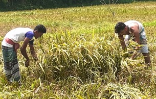 ঘূর্ণিঝড়ে ক্ষতির শঙ্কায় তাড়াহুরোতে ধান কাটছেন কৃষকরা