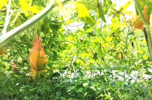 এক ক্ষেতে তিন রঙের তরমুজ চাষে দুই বন্ধুর সাফল্য