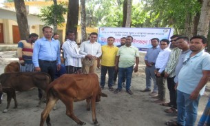 মনপুরায় সুফলভোগী জেলেদের মাঝে ৫০ বকনা বাছুর বিতরণ