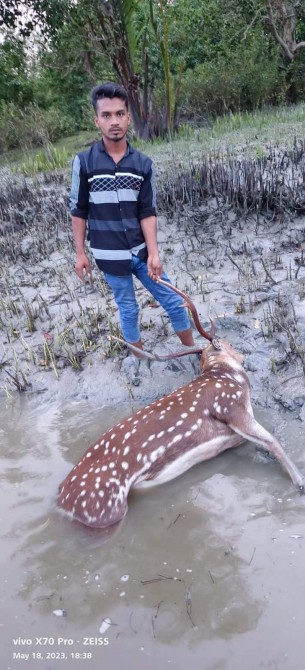মনপুরার বন থেকে মৃত হরিণ উদ্ধার
