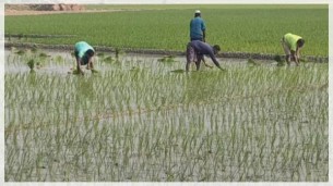 ভোলায় ১০ হাজার মেট্রিকটন বোরো ধান-চাল সংগ্রহে কার্যক্রম চলছে