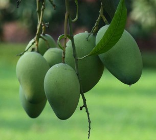 ভোলায় বাণিজ্যিকভাবে আম চাষ বাড়ছে