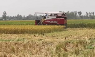 ভোলায় ৯০ ভাগ বোরো ধান কর্তন সম্পন্ন