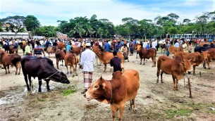 বোরহানউদ্দিন পৌর এলাকায় খাজনামুক্ত কোরবানীর পশুর হাঁট