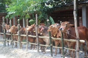 ভোলায় চাহিদার চেয়ে বেশি কোরবানির পশু মজুদ রয়েছে