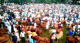 ভোলায় জমে ওঠেছে কুরবানির পশুরহাট