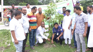 ভোলায় প্রকৃতি ও জীবন ক্লাবের উদ্যোগে বৃক্ষ রোপন