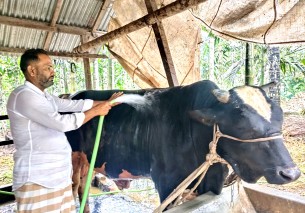 কোরবানির বাজার কাঁপাতে প্রস্তুত লালমোহনের মানিক