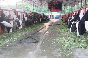 ঈদকে সামনে রেখে পশু পরিচর্যায়ে ব্যস্ত ভোলার ২০ হাজার খামারি