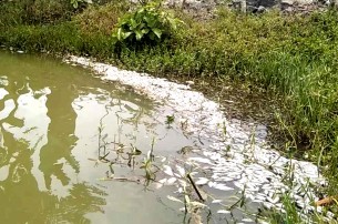 লালমোহনে দুর্বৃত্তের বিষে মরলো খামারের ১০ লাখ টাকার মাছ