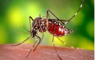 গত ২৪ ঘন্টায় ডেঙ্গু আক্রান্ত হয়ে ৪৩৬ জন হাসপাতালে ভর্তি