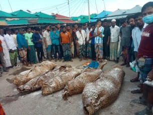 ভোলার চরফ্যাশনে ট্রলার ডুবির ঘটনায় ৫ জেলের লাশ উদ্ধার, নিখোঁজ ২