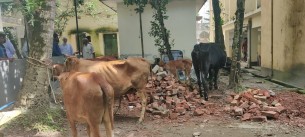 বোরহানউদ্দিনে গরু চোর চক্রের ১০ সদস্য আটক