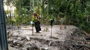 লালমোহনে বৃদ্ধার বসতঘর  ভেঙে ভিটায় চারা রোপণ