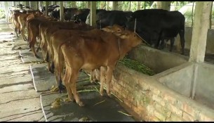 ভোলায় ছড়িয়ে পড়ছে গরুর ল্যাম্পি স্কীন রোগ