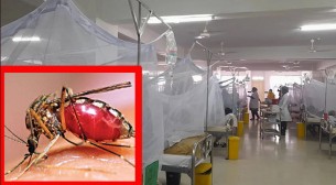 ২৪ ঘণ্টায় বরিশালে ভর্তি ২৮৪ ডেঙ্গুরোগী, শেবাচিমে যুবকের মৃত্যু