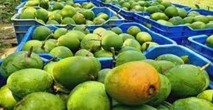 চলতি বছর ৩৪ দেশে ২ হাজার ৭০০ টন আম রপ্তানি