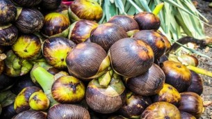ভোলায় ৫০ হাজার তালের বীজ রোপণ করা হচ্ছে