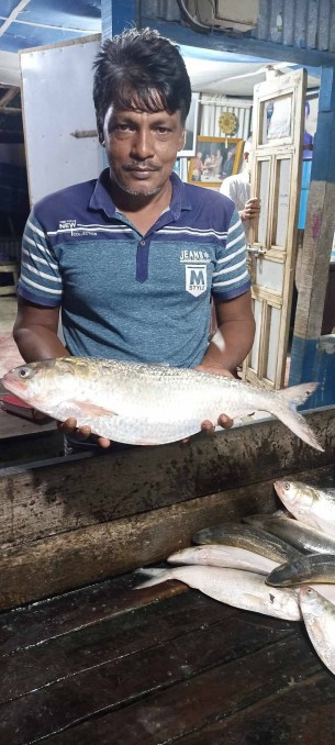 মনপুরায় ৩ কেজি রাজা ইলিশ   ১৩ হাজার তিনশত টাকায় বিক্রি