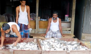 ভোলায় বেড়েছে ইলিশের  সরবরাহ,কমেনি দাম