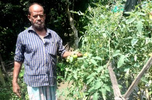 লালমোহনে গ্রীষ্মকালীন টমেটো চাষে সফল পোস্ট মাস্টার