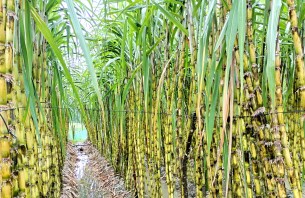 লালমোহনে আখের বাম্পার ফলন ও ভালো দামে খুশি কৃষকরা