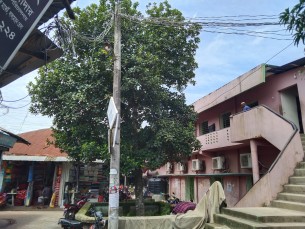 চড়ুই পাখির কিচির মিচির শব্দে মুখর লালমোহনে মসজিদের আঙিনা