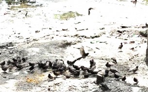 ভোলায় পাখিদের প্রতি অন্যরকম ভালোবাসা ঝালমুড়ি বিক্রেতা বিল্লালের