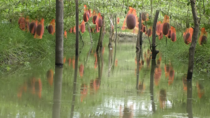 ভোলায় অমৌসুমি তরমুজ চাষে কৃষক আবদুর রহিমের সাফল্য