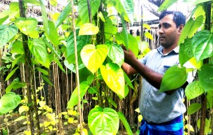 লালমোহনে পান চাষ করে ভাগ্য বদলেছেন সঞ্জিত সুতার