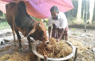 চার মাস লালমোহন থানায় বন্দি গরু