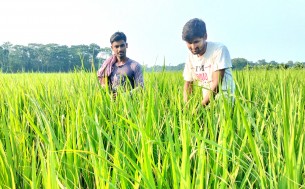 লালমোহনে ক্ষেতের আমন ধান পরিচর্যায় ব্যস্ত কৃষকরা