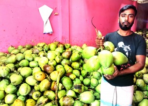 লালমোহনের ডাব যাচ্ছে ঢাকাসহ বিভিন্ন জেলায়