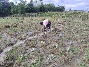 ভোলায় মিধিলির তান্ডবে চুরমাড় কৃষকের স্বপ্ন