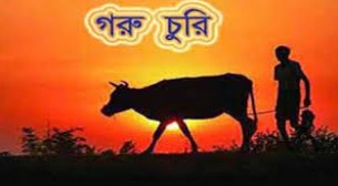 মনপুরায় কৃষকের এক  রাতে ১৩ গরু চুরি