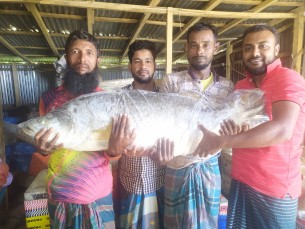 মনপুরায় ৪০ কেজির দুই কোরাল  মাছ ৪০ হাজারে বিক্রি