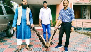 ভোলায় অসুস্থ ঈগল উদ্ধার  : সুস্থ হয়ে ফিরে গেল প্রকৃতিতে