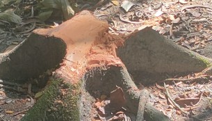 লালমোহনে বড় ভাইয়ের গাছ কেটে নিয়েছে ছোট ভাই