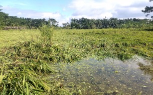 লালমোহনে ১২ কোটি টাকার ফসলের ক্ষতির আশঙ্কা