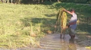ঘূর্ণিঝড় মিধিলি:  ভোলায় ৮০ কোটি টাকার ধান ও শীতকালীন সবজির ক্ষতি