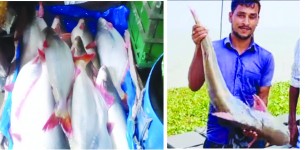 ভোলায় নদীতে ধরা পড়ছে  প্রচুর পাঙ্গাশ মাছ